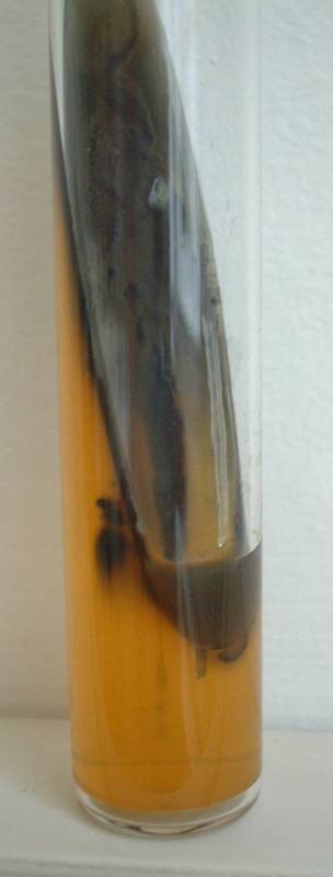 kligler_salmonella1.jpg kligler_salmonella1.jpg